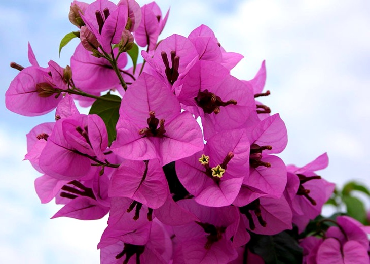 Растения и цветы с фиолетовыми листьями